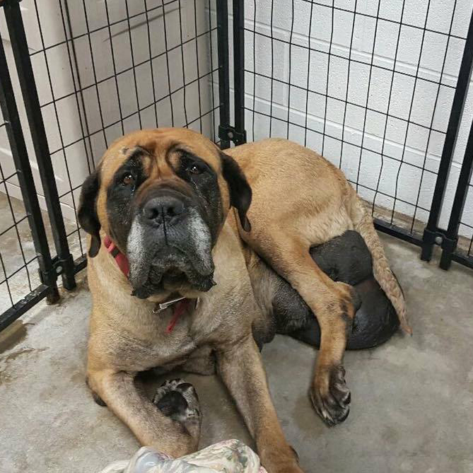 Scott Hoery Agency Joins Big Dogs Huge Paws in Charity Effort to Save a